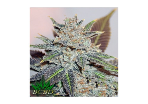 BC Bud Depot Seeds Night Nurse