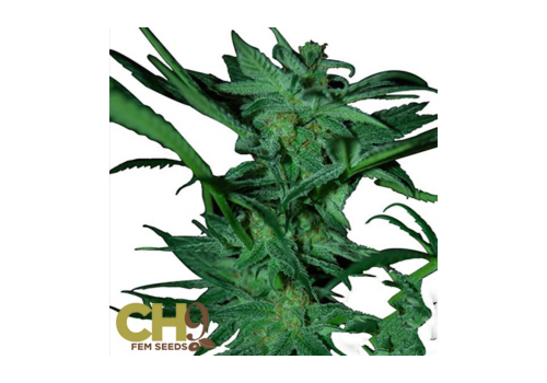 CH9 Seeds White Shark 33