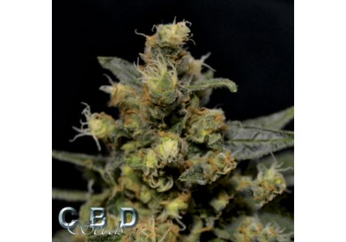CBD Seeds AK