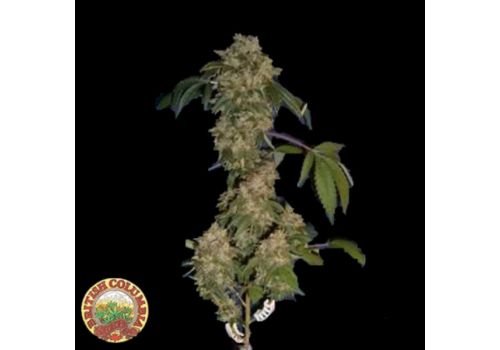 British Columbia Seeds AKBC
