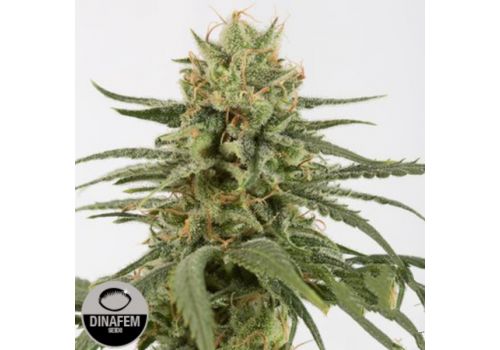 Dinafem Seeds Amnesia CBD