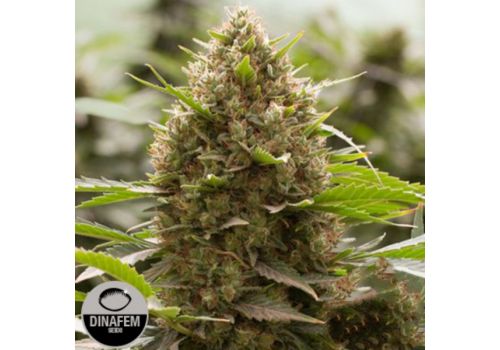 Dinafem Seeds Amnesia Kush