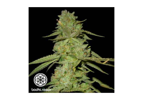 Bodhi Seeds Ancient OG