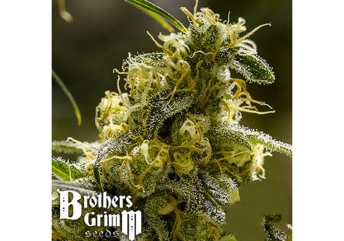 Brothers Grimm Seeds Apollo 13