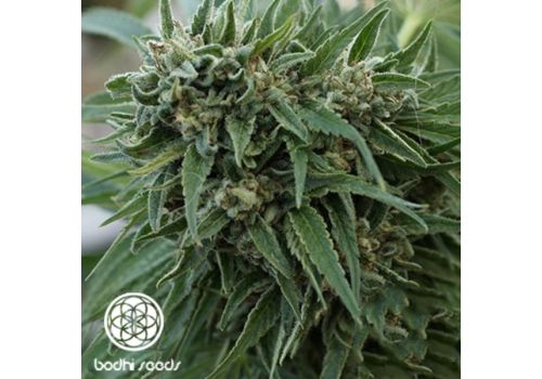 Bodhi Seeds Aruba