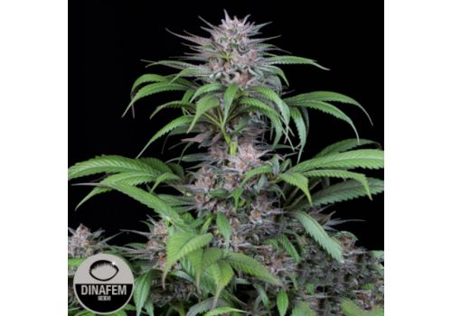 Dinafem Seeds Quick Kush
