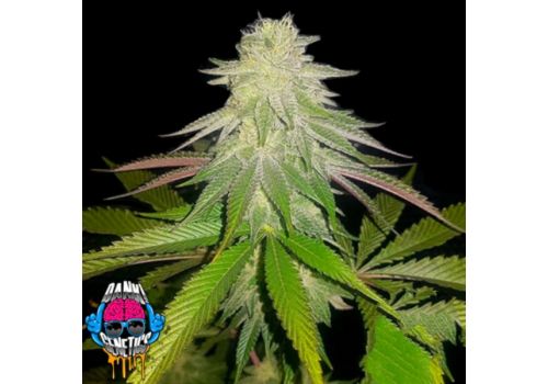 Dank Genetics Seeds Sticky Sherbert