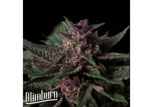 BlimBurn Seeds Grizzly Purple AUTO