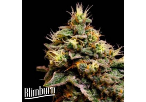 BlimBurn Seeds Kabrales