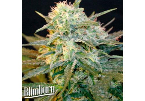 BlimBurn Seeds Mamba Negra AUTO