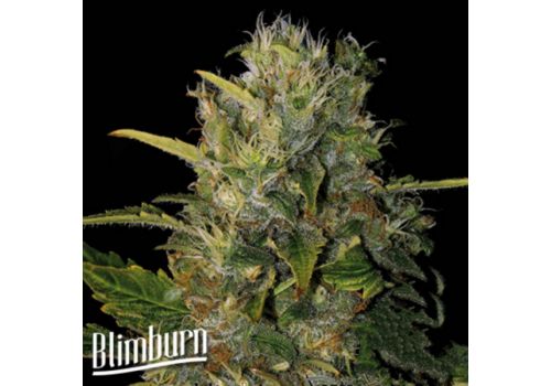 BlimBurn Seeds Santa Muerte