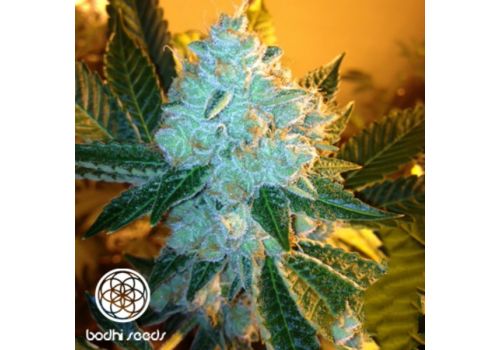 Bodhi Seeds Black Triangle