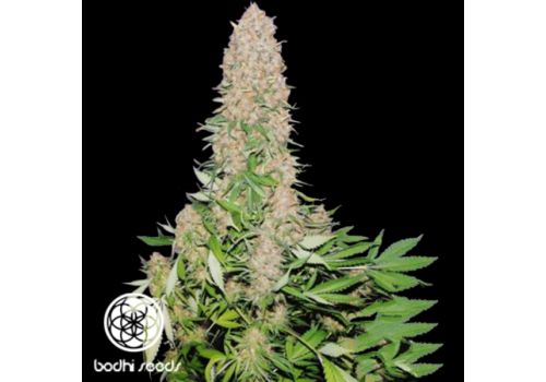 Bodhi Seeds Cherry Queen