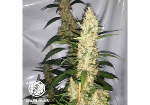 Bodhi Seeds Pinball Wizard