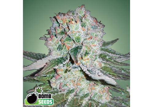 Bomb Seeds Banana Bomb