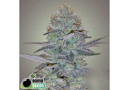Bomb Seeds AUTO Cosmic Bomb