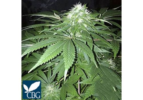 Cannabiogen Seeds Chapita de Michoacan