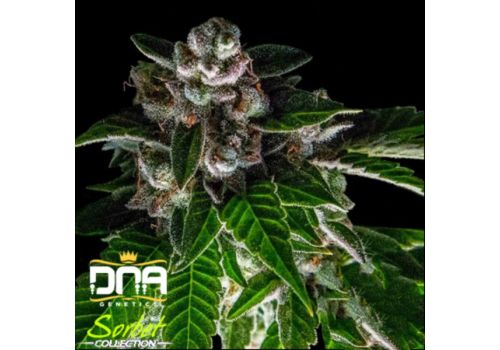 DNA Genetics Sorbet Collection Bakers Delight