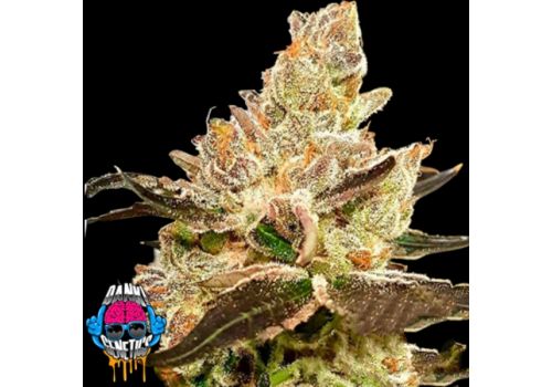 Dank Genetics Seeds Purple Sunset