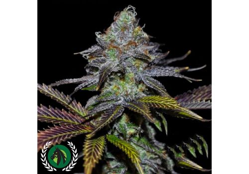 DarkHorse Genetics Seeds Lemon Twizzler