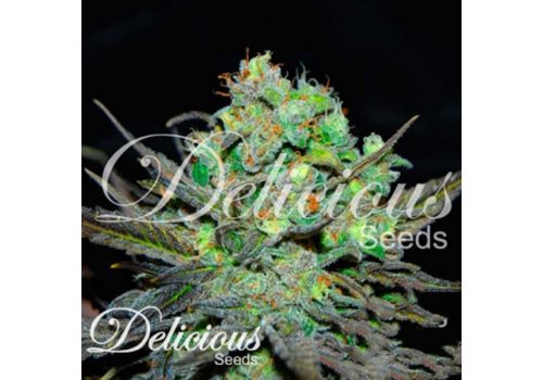 Delicious Seeds Eleven Roses