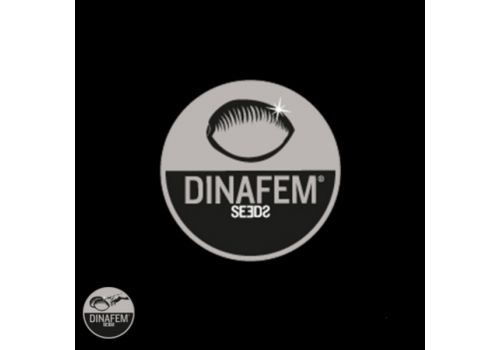 Dinafem Seeds Purple Kush