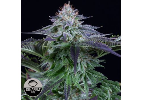 Dinafem Seeds Dinamed KUSH CBD AUTO