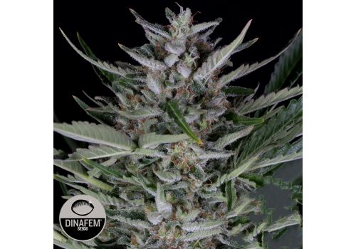 Dinafem Seeds Gorilla AUTO