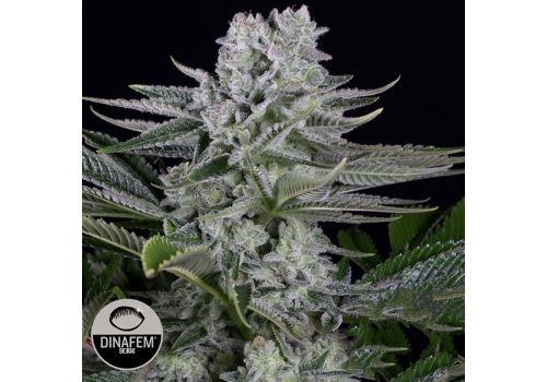 Dinafem Seeds Gorilla CBD