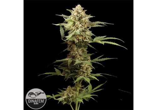 Dinafem Seeds Haze Automatic