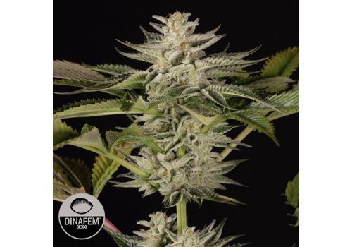 Dinafem Seeds Ocean Grown Cookies