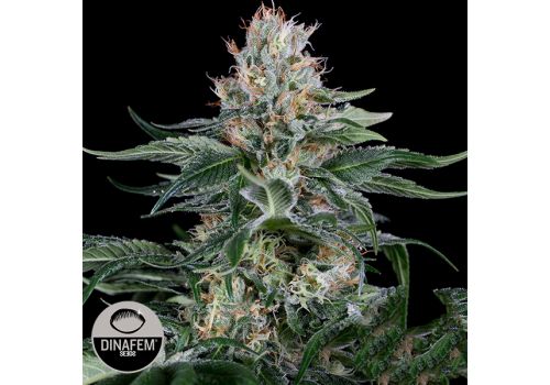 Dinafem Seeds Orange Juice