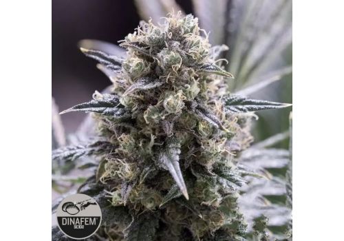 Dinafem Seeds Quick Dinamed CBD