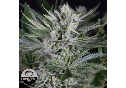 Dinafem Seeds Quick Gorilla