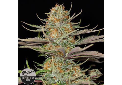 Dinafem Seeds Sweet Deep Grapefruit