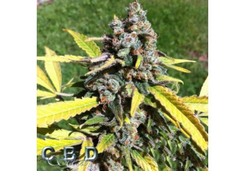 CBD Seeds AUTO AK