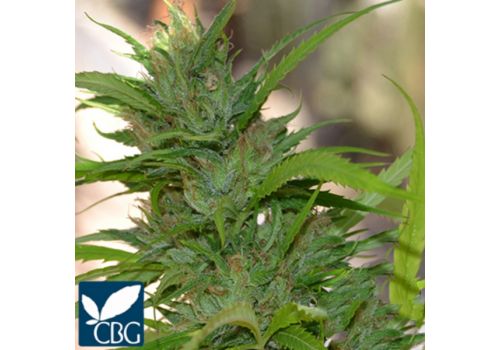 Cannabiogen Seeds AUTO CBG