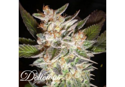 Delicious Seeds AUTO Delicious Candy