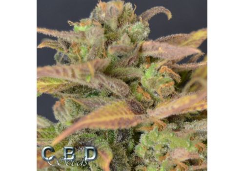 CBD Seeds AUTO Critical