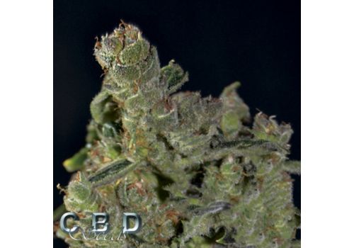 CBD Seeds AUTO Diesel