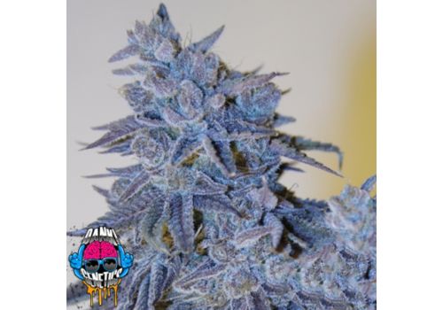 Dank Genetics Seeds Auto Fire OG