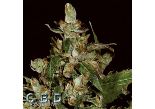 CBD Seeds AUTO Widow