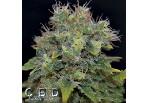 CBD Seeds AUTO Yumbolt