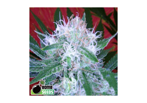 Bomb Seeds AUTO Bomb