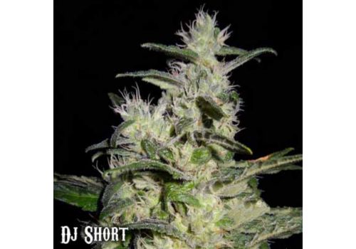 DJ Short Seeds Azure Haze