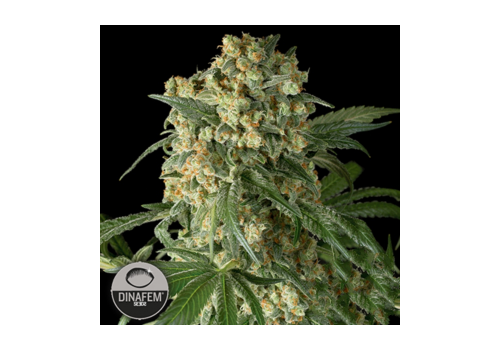 Dinafem Seeds Big Kush