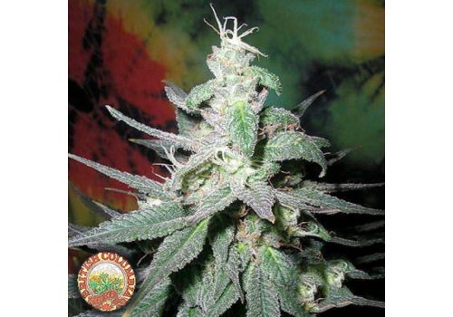 British Columbia Seeds Blaze