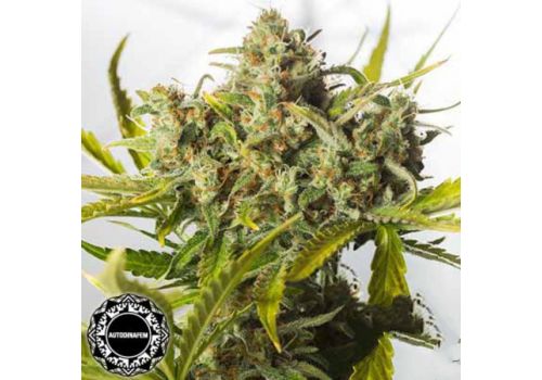 Dinafem Seeds Blue Critical AUTO