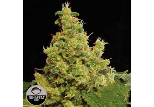 Dinafem Seeds Blue Hash