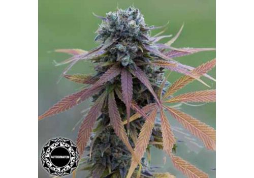 Dinafem Seeds Blue Kush AUTO